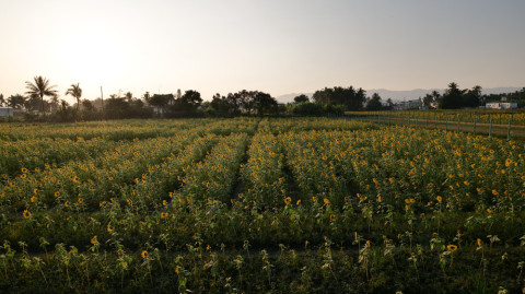 杉林花海 scene picture